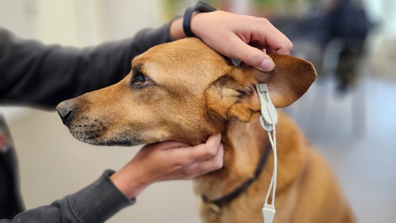 Ruhige Untersuchungssituation mit Hund – professionelles Arbeiten im Ausbildungsumfeld.